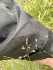 Poa morrisii