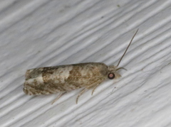 Eucosma