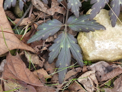 Phacelia bipinnatifida
