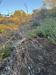 Dirca occidentalis