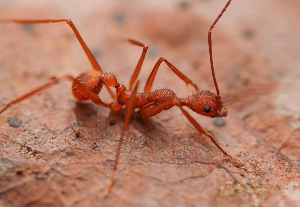 Phalangium-complex Collared Ants