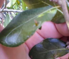 Cecidomyiini