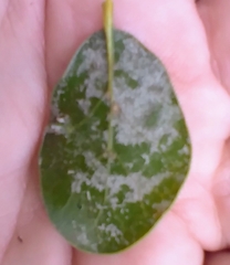 Cecidomyiini