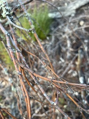 Dirca occidentalis