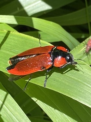 Temognatha