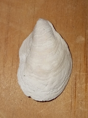 Crepidula