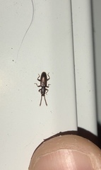 Cryptamorpha brevicornis