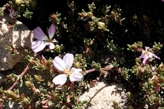 Frankenia pauciflora