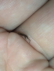 Cryptamorpha brevicornis