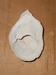 Crepidula