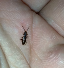 Cryptamorpha brevicornis