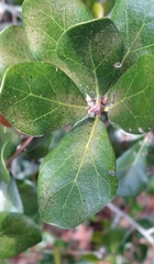 Cecidomyiini