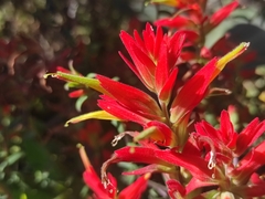 Castilleja tenuiflora