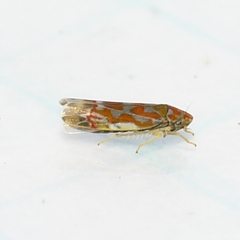 Erythroneura