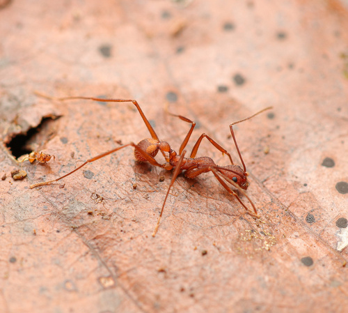 Aphaenogaster inermisAphaenogaster inermis
