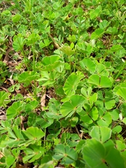 Marsilea