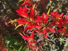 Castilleja tenuiflora