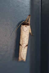 Pilostibes stigmatias