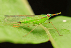 Dictyopharidae