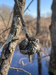 Callirhytis quercuspunctata