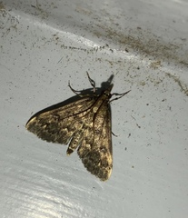 Proternia philocapna