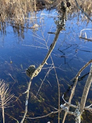 Callirhytis quercuspunctata