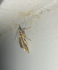 Proternia philocapna