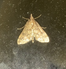 Proternia philocapna