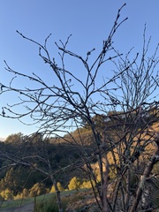 Dirca occidentalis