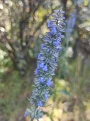 Salvia lavanduloides