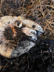 Amanita ocreata