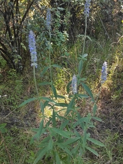 Salvia lavanduloides
