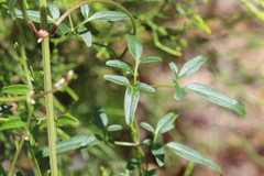 Clematis microphylla