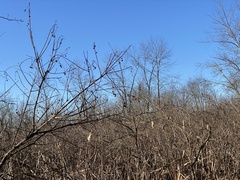 Cephalanthus occidentalis