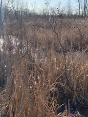 Cephalanthus occidentalis
