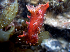 Plocamopherus imperialis