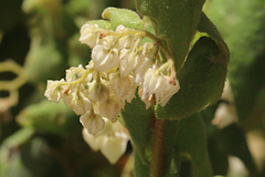 Lasiopetalum