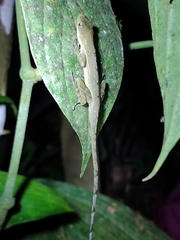 Anolis limifrons