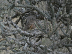 Toxostoma curvirostre