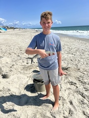 Scomberomorus maculatus