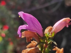 Lamourouxia dasyantha