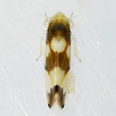 Erythroneura