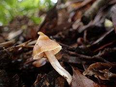 Cortinarius acutus