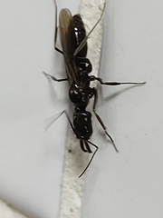 Odontomachus haematodus