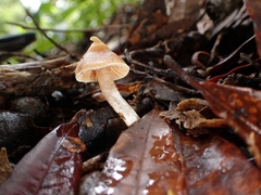 Cortinarius acutus