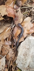 Plethodon albagula