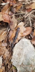 Plethodon albagula