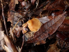 Cortinarius acutus
