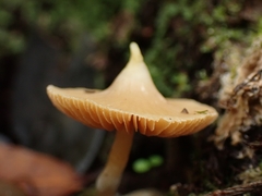 Cortinarius acutus