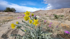 Baileya pauciradiata